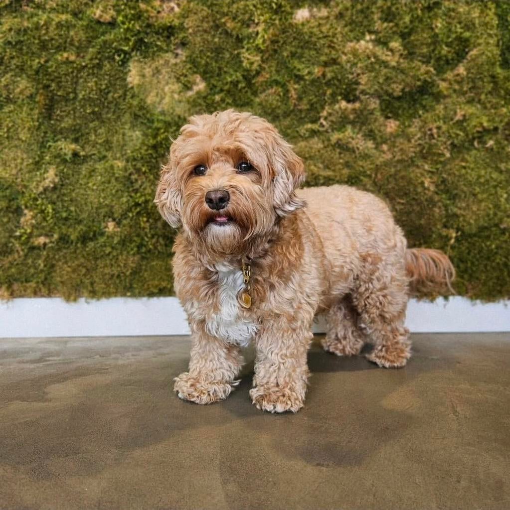 Maltipoo pups F2 reutjes, 8 tot 15 weken, Meerdere, Meerdere dieren, Klein