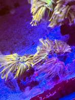 Euphylia, torts, Rapunzel, Lps, koraal, Zoutwatervis