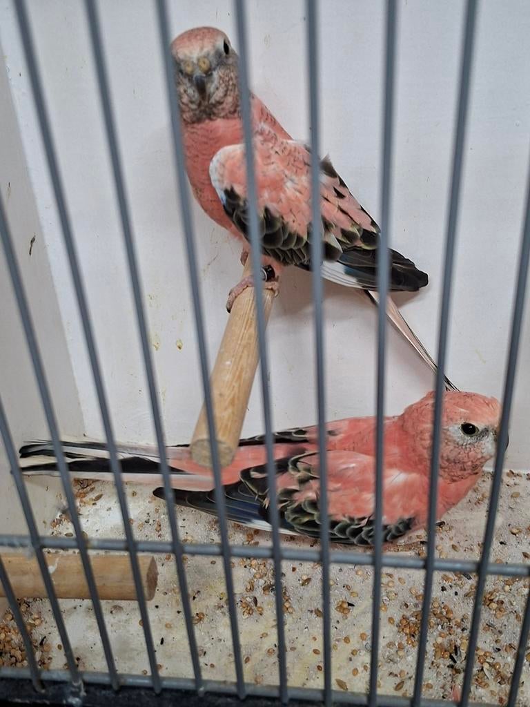 2 mooie koppels rose bourks, Dieren en Toebehoren, Meerdere dieren, Parkiet