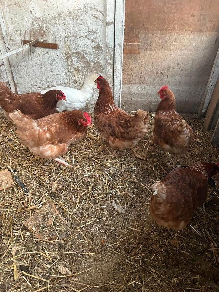 5 bruine Lohmann kippen + Haan, Dieren en Toebehoren, Pluimvee, Kip, Vrouwelijk