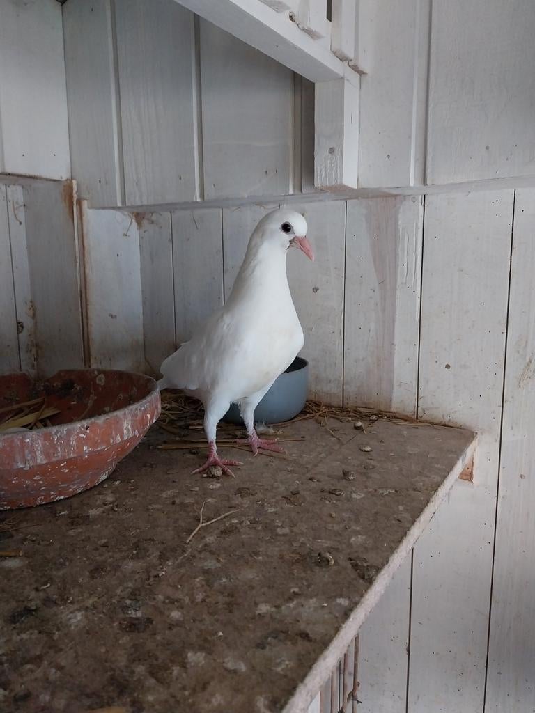 Jonge witte postduiven, Dieren en Toebehoren, Meerdere dieren, Postduif