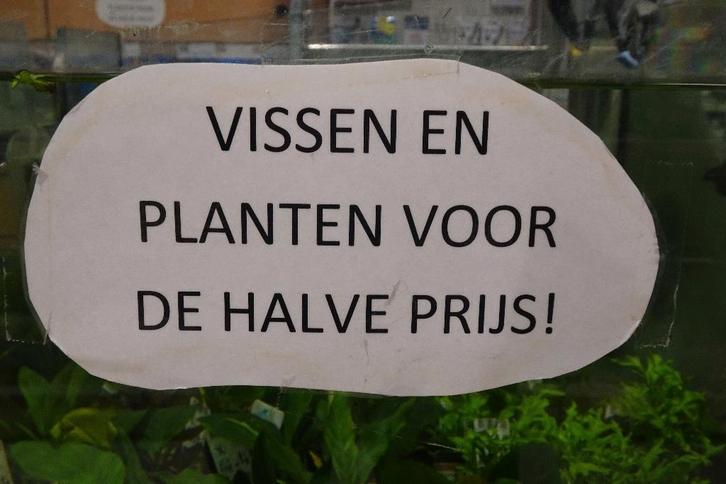 Vissen en planten halve prijs in Assen, Dieren en Toebehoren, Vissen | Aquariumvissen, Zoetwatervis, Vis