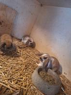 Nederlandse hangoor dwergen,nhd,konijnen,jonge konijnen, Dieren en Toebehoren, Konijnen, Meerdere dieren, Dwerg, Hangoor, 0 tot 2 jaar