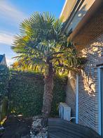 Grote palmboom, Tuin en Terras, Planten | Tuinplanten, Ophalen, Overige soorten, Volle zon