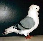 Oud Hollandse meeuwtjes te koop, Meerdere dieren, Overige soorten