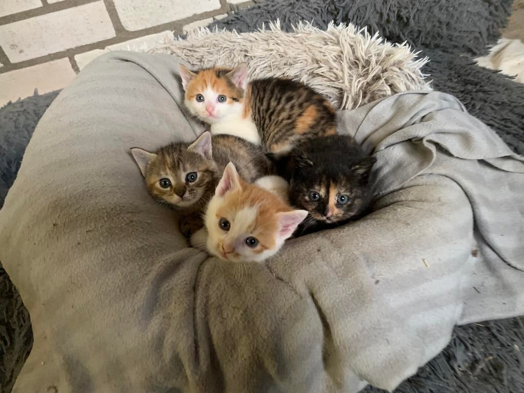 Gereserveerd! 2 boerderijkittens aangeboden, Dieren en Toebehoren, Katten en Kittens | Overige Katten, Meerdere dieren