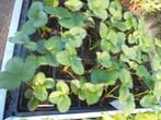aardbeienplantjes, Tuin en Terras, Planten | Tuinplanten, Volle zon, Vaste plant, Ophalen of Verzenden, Fruitplanten