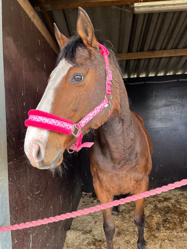 Stalling gezocht ongeving Veenendaal!, Stalling, 1 paard of pony