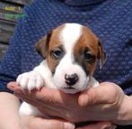 Hele lieve, mooie, blije Jack Russel pups, Dieren en Toebehoren, Parvo, Jack Russell Terriër, Reu, 8 tot 15 weken