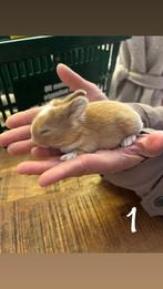 Baby konijntjes, Dieren en Toebehoren, Konijnen, Geslacht onbekend, Dwerg, 0 tot 2 jaar