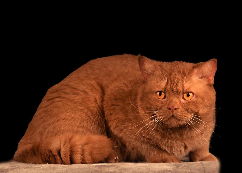Britse korthaar dekkater cinnamon NIET TE KOOP, Dieren en Toebehoren