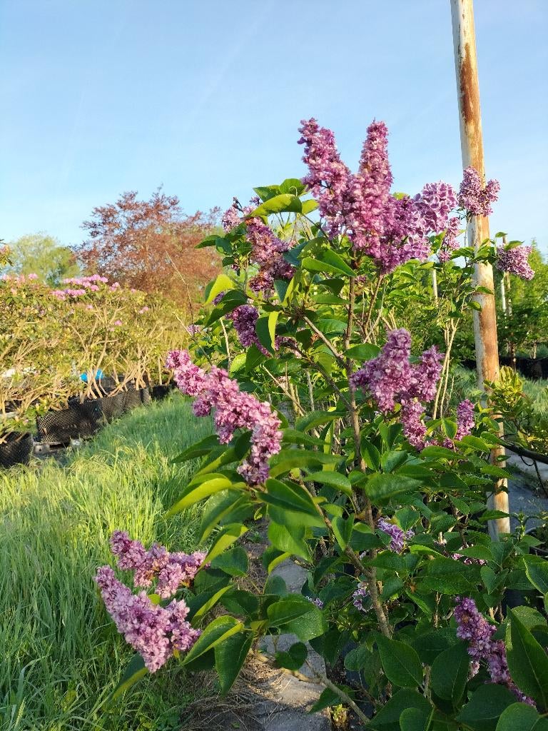 Sering diverse soorten, Volle zon, Vaste plant, Zomer, Ophalen