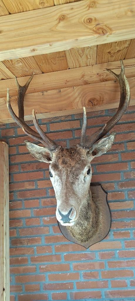 Edelhert op schild, Antiek en Kunst, Curiosa en Brocante, Ophalen