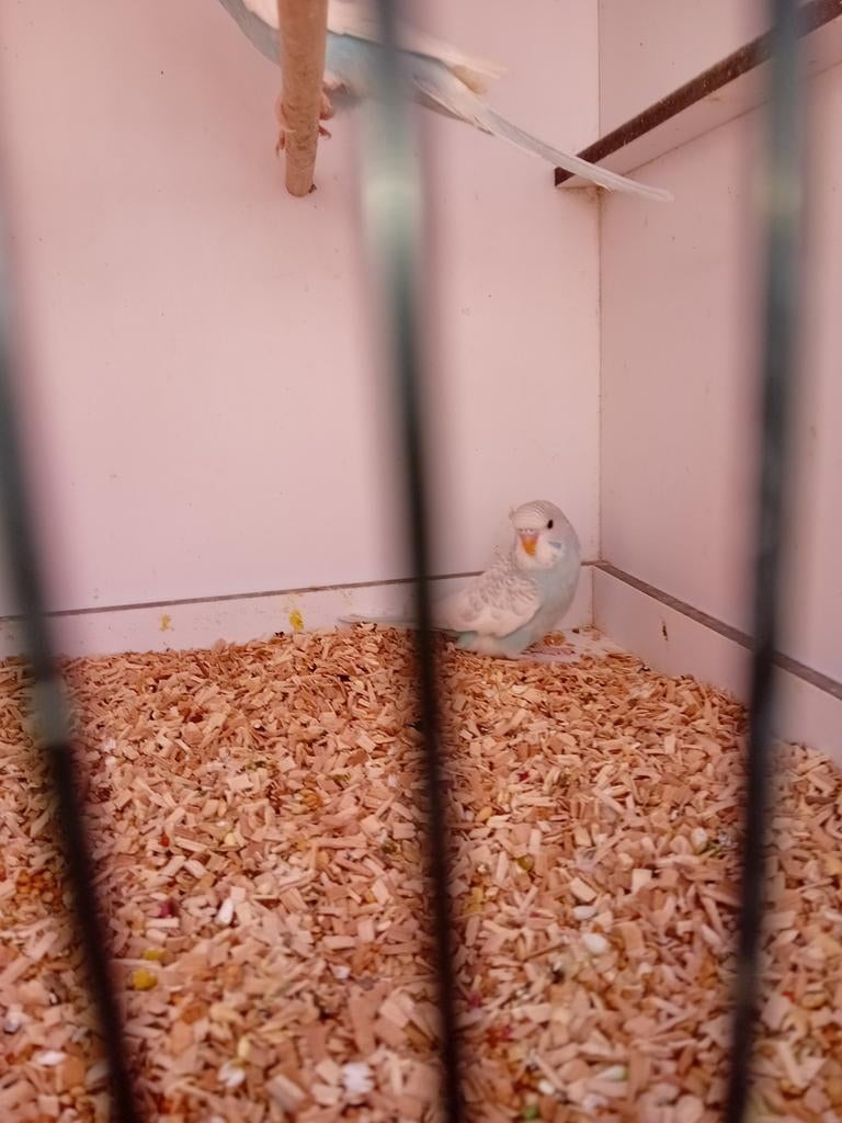 3 jonge grasparkietjes. 2 popjes en 1 man, Meerdere dieren, Parkiet, Geringd