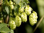 Humulus lupulus - Hop, vrouwelijk, Bio, Tuin en Terras, Planten | Tuinplanten, Volle zon, Vaste plant, Ophalen of Verzenden, Klimplanten