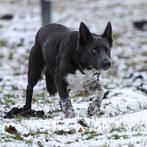 Border Collie Dekreu Blauw Wit, Dieren en Toebehoren, Honden | Herdershonden en Veedrijvers, Reu, 1 tot 2 jaar, Collie, Parvo