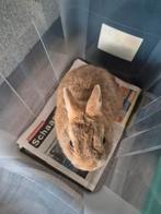 Dwergkonijn rammelaar, Mannelijk, Dwerg, 0 tot 2 jaar