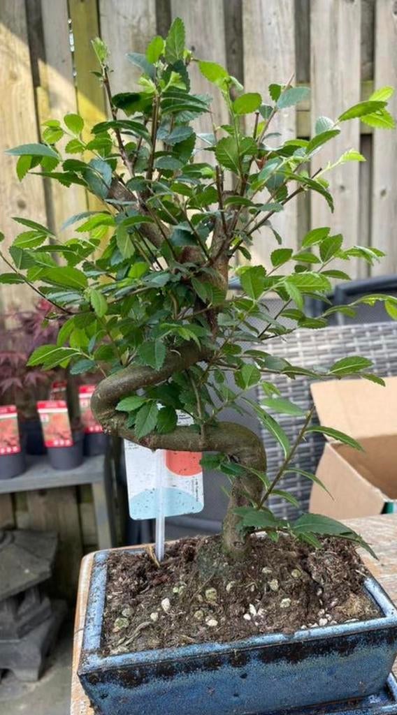 Bonsai met s-vormige stam hoogte 30 cm, Volle zon, Bloeit niet, Minder dan 100 cm, Overige soorten