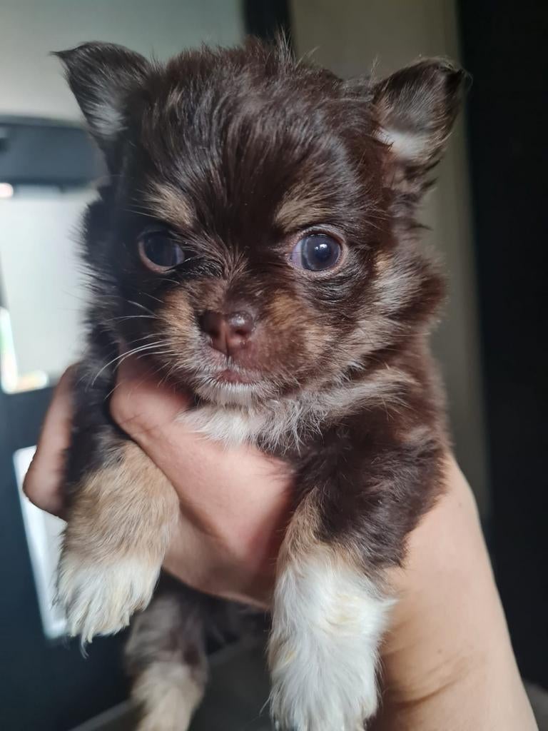 Pomchi pups met speciale kleuren😍🐶, 8 tot 15 weken, Parvo, Meerdere, Meerdere dieren
