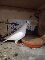 Wuyts Doffer, Mannelijk, Postduif