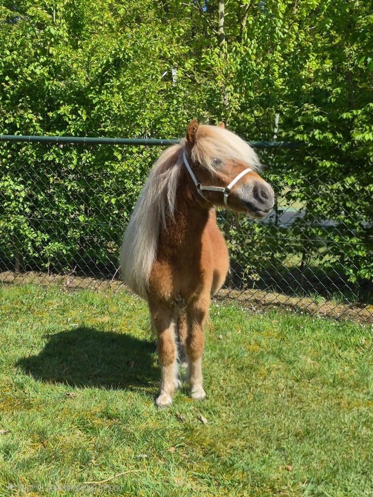 Tweejarige kleine mini shetlander, Dieren en Toebehoren, Merrie, Met stamboom, A pony (tot 1.17m), 3 tot 6 jaar