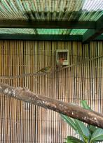 Japanse nachtegaal, Mannelijk, Geringd