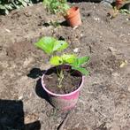 Aardbeiplantjes, Ophalen, Vaste plant, Fruitplanten, Halfschaduw