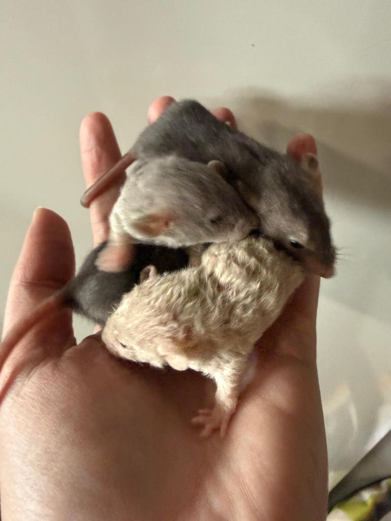 Stoere standaard Dumbo ratten te koop! Zeldzame kleur!, Dieren en Toebehoren, Knaagdieren, Rat, Maart, Meerdere dieren, Tam