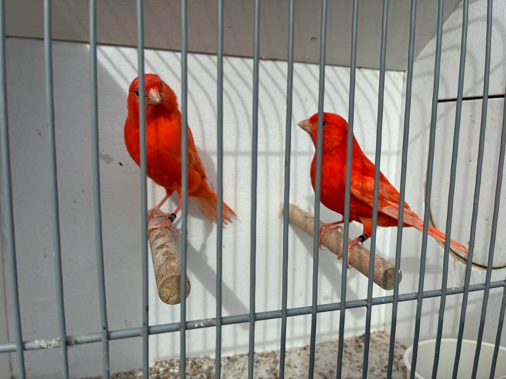 Rode kanarie mannen, Mannelijk, Kleurkanarie