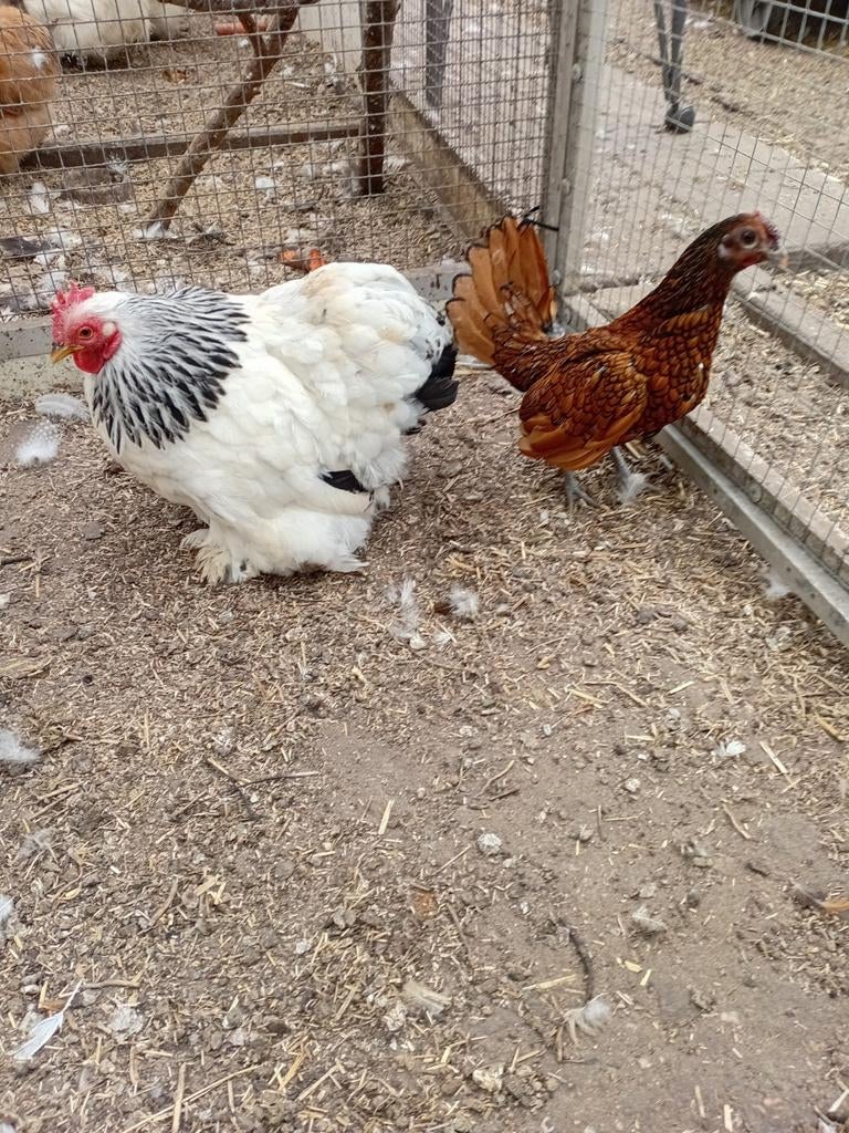 Kriel hennetjes, Dieren en Toebehoren, Pluimvee, Vrouwelijk, Kip