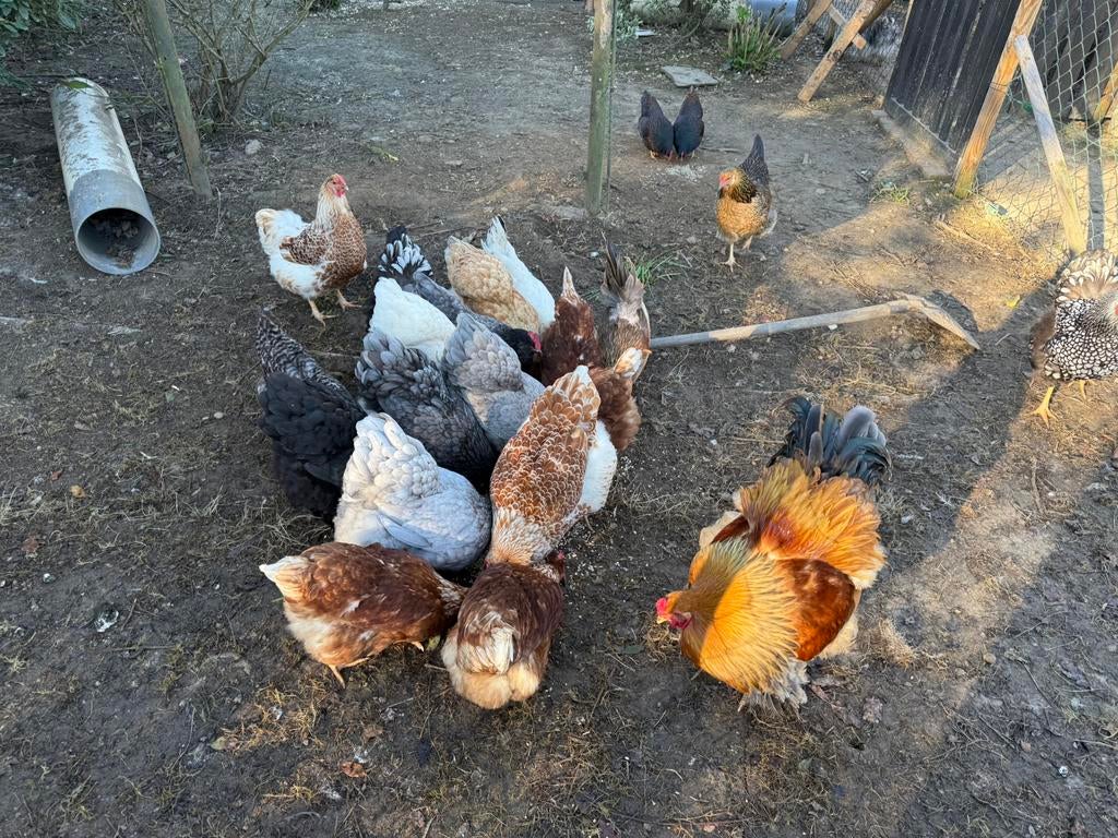 Diverse broedeieren, Dieren en Toebehoren, Meerdere dieren, Kip