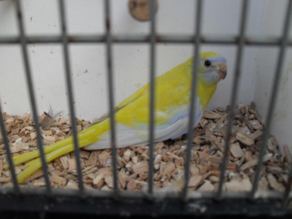 bourks /turguoisine parkietjes, Meerdere dieren, Parkiet