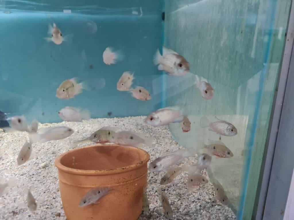 Electric Blue Acara Cichliden, Vis, Zoetwatervis