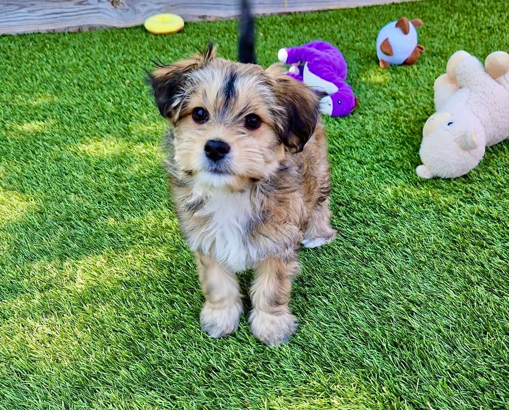 Boomer pups, Dieren en Toebehoren, Honden | Chihuahua's en Gezelschapshonden, Parvo, Nederland, Overige rassen, 8 tot 15 weken