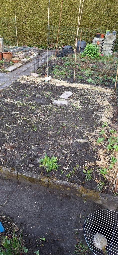 Gevraagd schapenwol, Vrouwelijk, Schaap