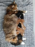 Maine Coon kittens, Geslacht onbekend, Gechipt, 0 tot 2 jaar
