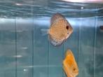 Giant Blue Flora Discus, Symphysodon Discus, Dieren en Toebehoren, Vissen | Aquariumvissen, Vis, Zoetwatervis