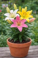 Aziatische Lelie Mix - Kleurrijke Bloembollen, Ophalen of Verzenden, Voorjaar, Volle zon, Bloembol