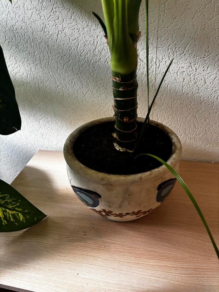 Grote Dieffenbachia kamerplant in pot, Huis en Inrichting, Kamerplanten, Overige soorten, 150 tot 200 cm, Groene kamerplant, Halfschaduw