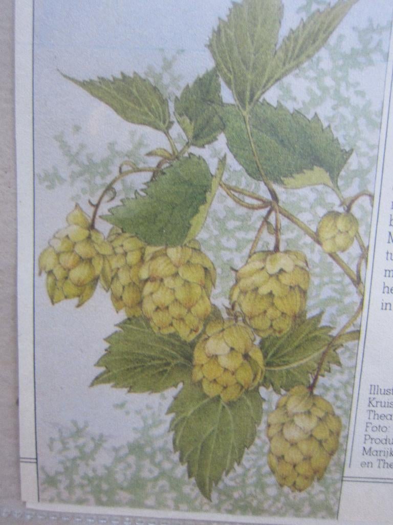 borduur patroon patronen Hop kamperfoelie hazelaar hop etc., Ophalen of Verzenden, Zo goed als nieuw, Handborduren, Patroon