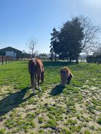 GEZOCHT pony, Ophalen of Verzenden
