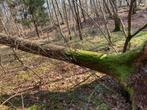 Te koop: boom voor brandhout, Hobby en Vrije tijd, Ophalen, Zo goed als nieuw