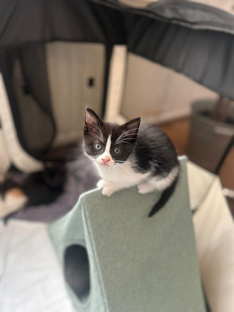 Prachtige kittens  alle poesjes – deels Ragdoll, Dieren en Toebehoren, Poes