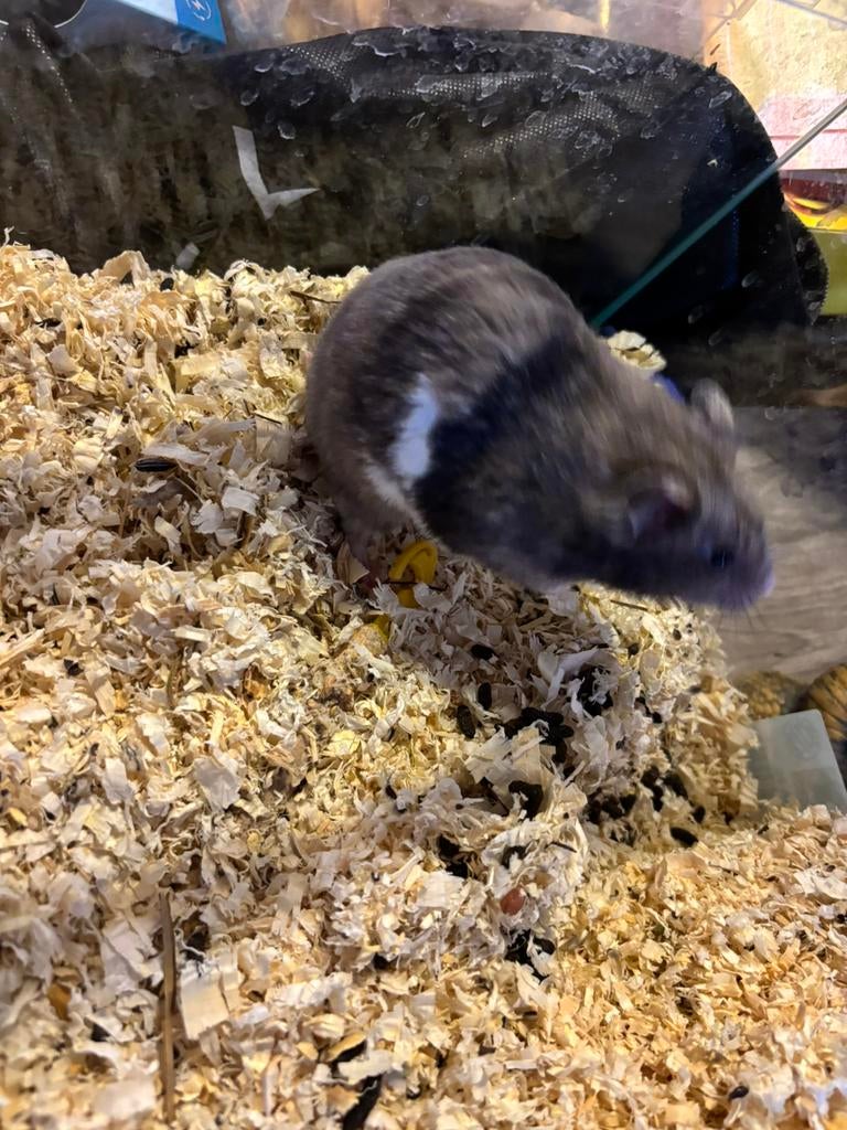 Goudhamster + bak, Hamster, Vrouwelijk, Januari, Tam