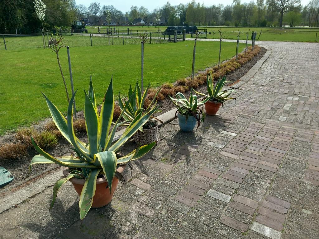 agave 5 stuks   15 euro per stuk, Tuin en Terras, Volle zon, Vaste plant, Bloeit niet, Ophalen
