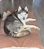 DEK REU Siberische HUSKY 3 jaar verschillende ogen, Dieren en Toebehoren, Honden | Dekreuen, Reu, Parvo, Eén hond, 3 tot 5 jaar