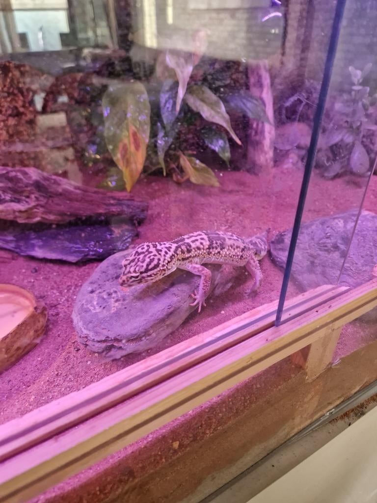 Luilpaardgekko.s en terrarium, Ophalen of Verzenden