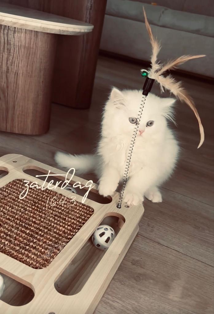 Te koop perzische kitte poes, Dieren en Toebehoren, Poes