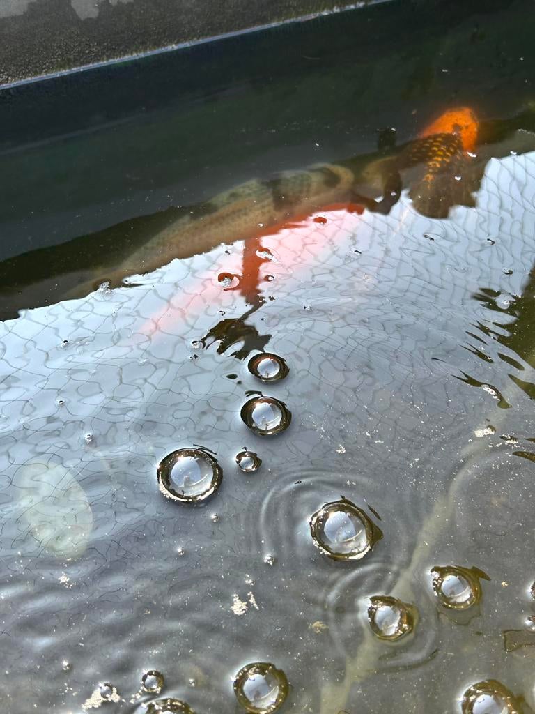 Kois aangeboden, Karper of Koi