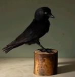 Opgezette kauw, Ophalen of Verzenden, Nieuw, Vogel, Opgezet dier